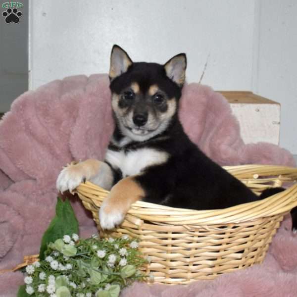 Bandit, Shiba Inu Puppy