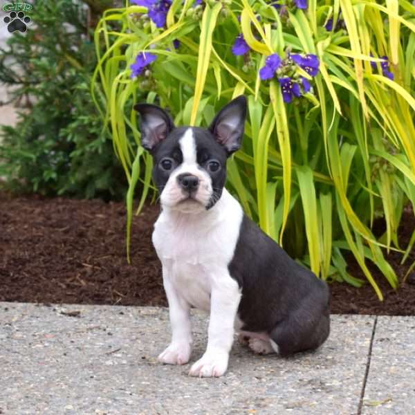 Bandit, Boston Terrier Puppy