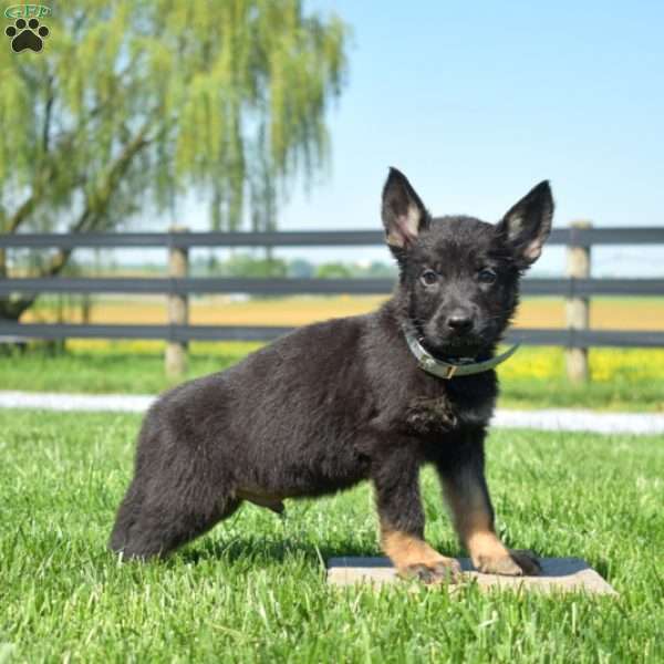 Bandit, German Shepherd Puppy