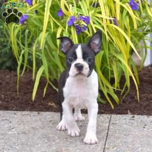 Bandit, Boston Terrier Puppy