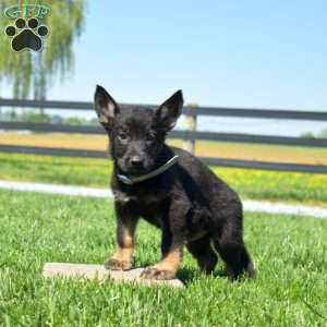 Bandit, German Shepherd Puppy