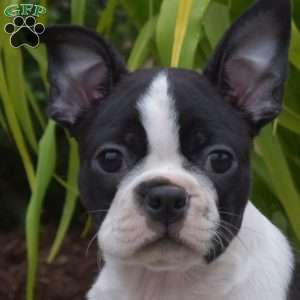 Bandit, Boston Terrier Puppy