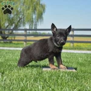 Bandit, German Shepherd Puppy