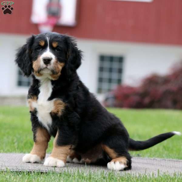 Bandit, Miniature Bernese Mountain Dog Puppy