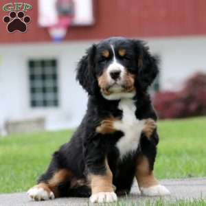 Bandit, Miniature Bernese Mountain Dog Puppy