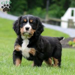 Bandit, Miniature Bernese Mountain Dog Puppy