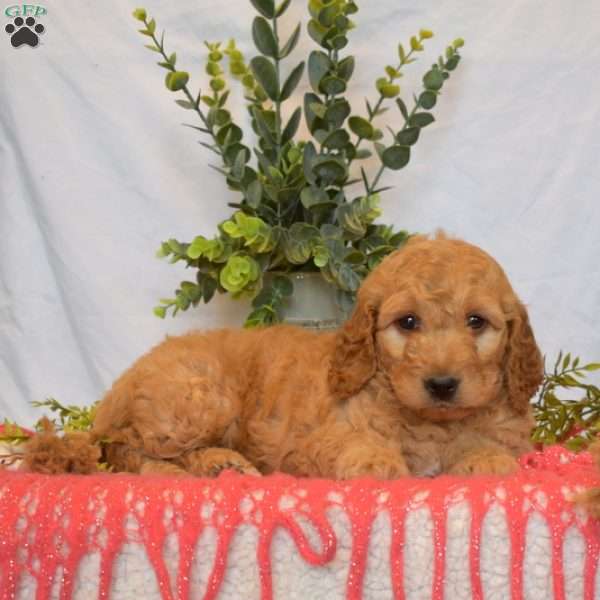 Banjo, Mini Goldendoodle Puppy