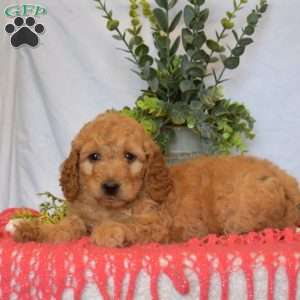 Banjo, Mini Goldendoodle Puppy