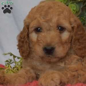 Banjo, Mini Goldendoodle Puppy