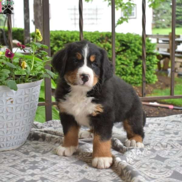 Barkley, Bernese Mountain Dog Puppy