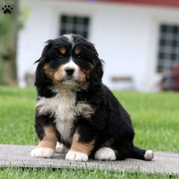 Barkley, Miniature Bernese Mountain Dog Puppy