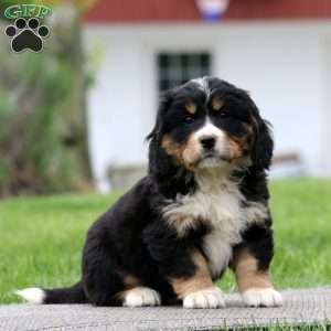 Barkley, Miniature Bernese Mountain Dog Puppy