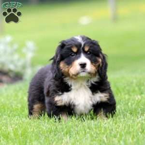Barkley, Miniature Bernese Mountain Dog Puppy
