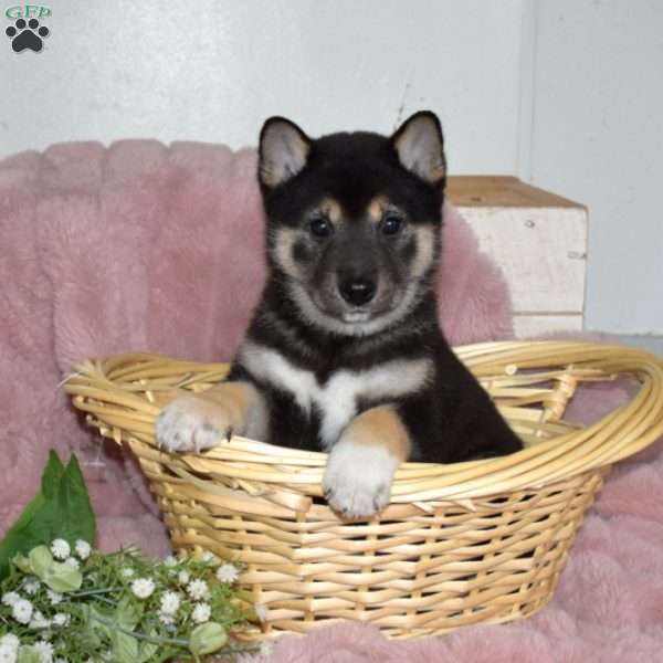 Barley, Shiba Inu Puppy