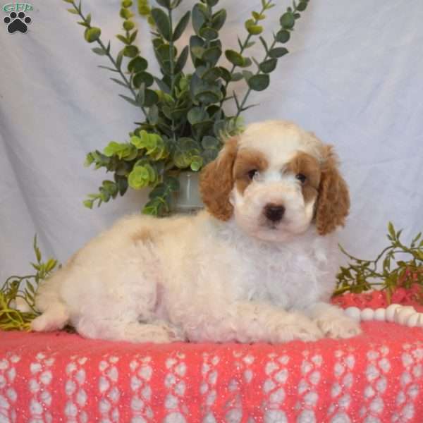 Barley, Mini Goldendoodle Puppy