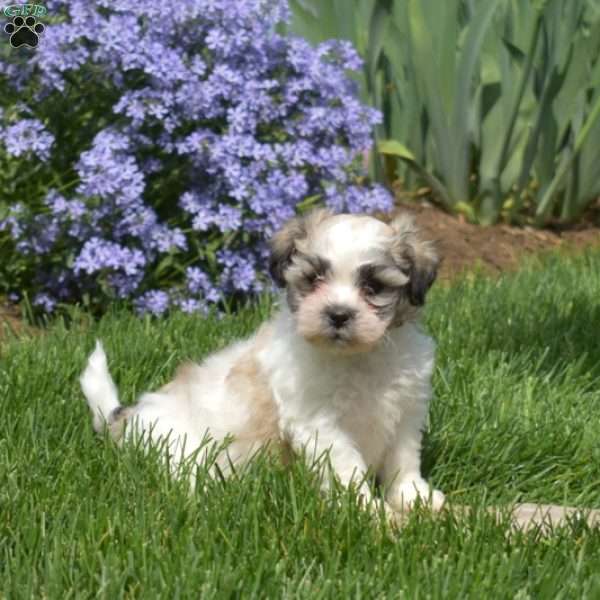 Barley, Teddy Bear Puppy