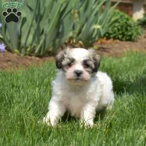 Barley, Teddy Bear Puppy