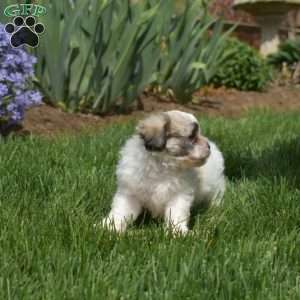 Barley, Teddy Bear Puppy