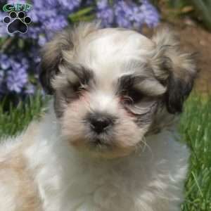 Barley, Teddy Bear Puppy