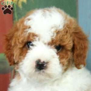 Barry, Miniature Poodle Puppy