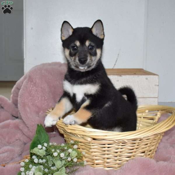Basil, Shiba Inu Puppy