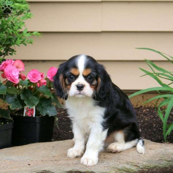 Basil, Cavalier King Charles Spaniel Puppy
