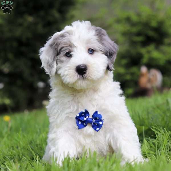 Baxter, Mini Bernedoodle Puppy