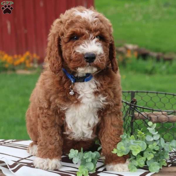 Baxter, Mini Labradoodle Puppy