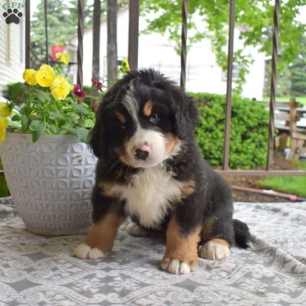 Bear, Bernese Mountain Dog Puppy