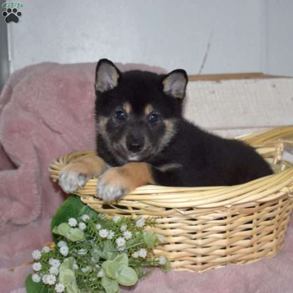 Bear, Shiba Inu Puppy