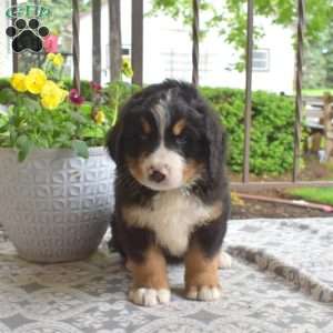 Bear, Bernese Mountain Dog Puppy