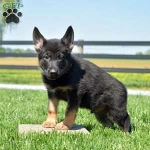 Bear, German Shepherd Puppy