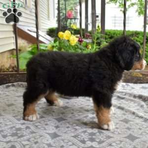 Bear, Bernese Mountain Dog Puppy