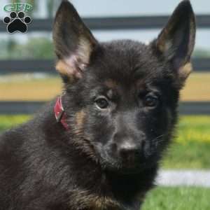 Bear, German Shepherd Puppy