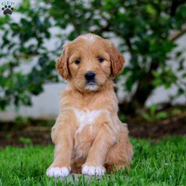 Beauty, Goldendoodle Puppy
