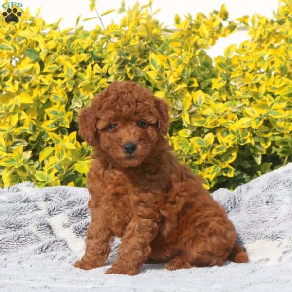 Becca, Mini Goldendoodle Puppy