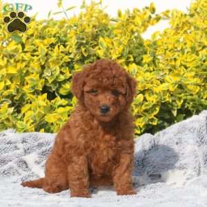 Becca, Mini Goldendoodle Puppy
