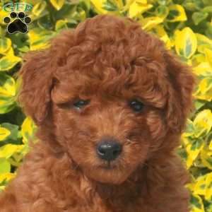 Becca, Mini Goldendoodle Puppy