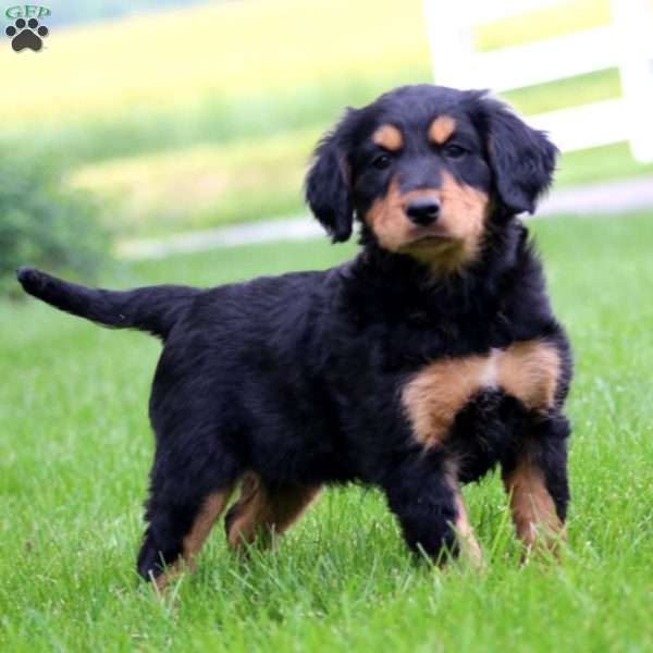 Becky, Bernese Mountain Dog Mix Puppy