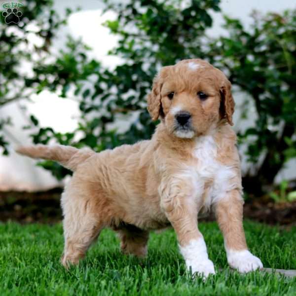 Becky, Goldendoodle Puppy
