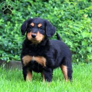 Becky, Bernese Mountain Dog Mix Puppy