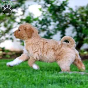 Becky, Goldendoodle Puppy