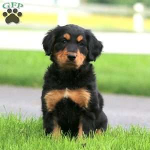 Becky, Bernese Mountain Dog Mix Puppy