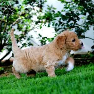 Becky, Goldendoodle Puppy