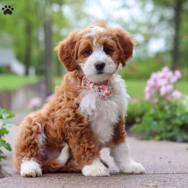 Bella, Mini Bernedoodle Puppy