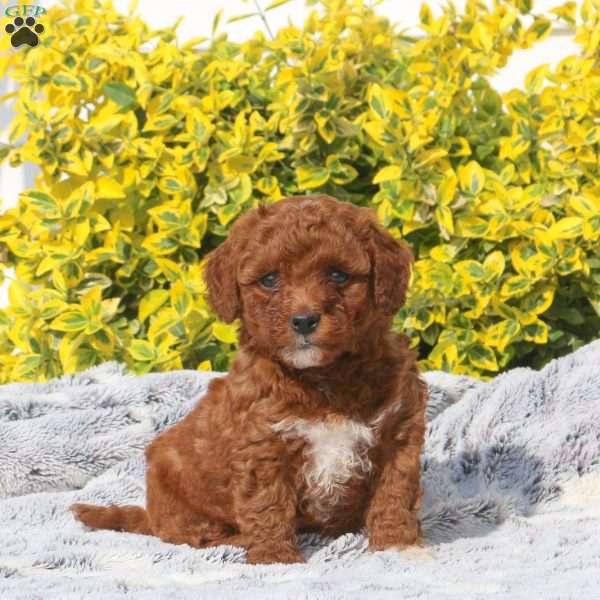 Bella, Mini Goldendoodle Puppy