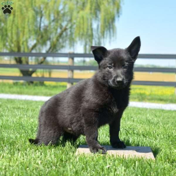 Bella, German Shepherd Puppy