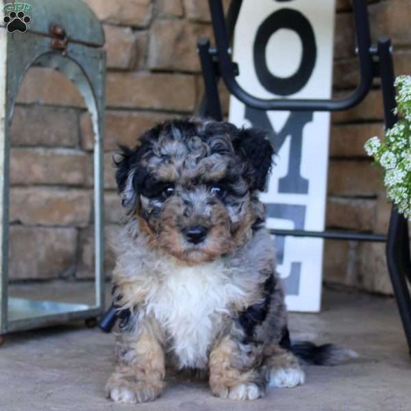 Bella, Bich-Poo Puppy