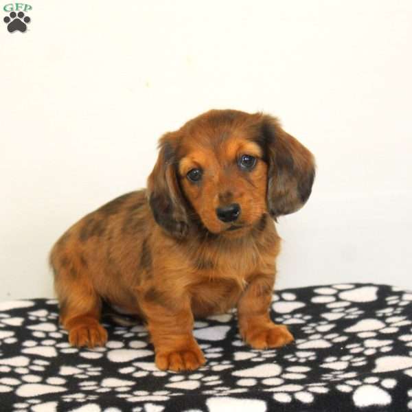 Bella, Dachshund Puppy