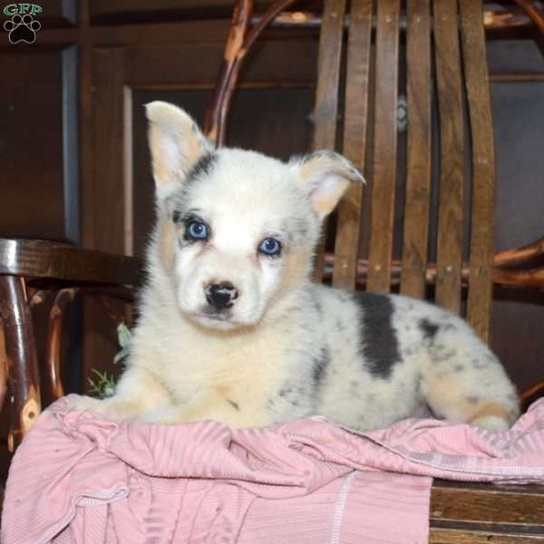 Bella, Pembroke Welsh Corgi Puppy